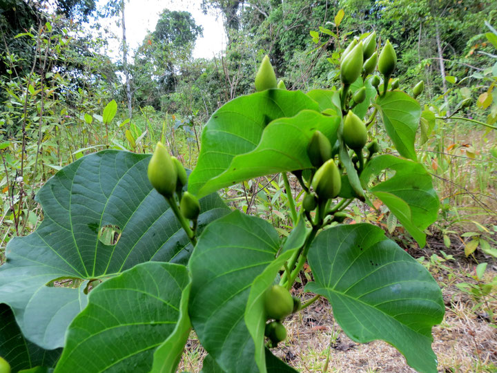 Merremia peltata, Leafs and Flower buds, Photo: Tjut Jul Fatisa Bangun Quelle: The Useful Tropical Plants Database, http://tropical.theferns.info/