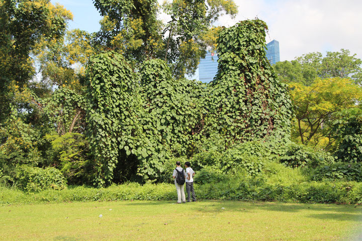 Merremia peltata, how she overgrow trees, Photo: loupok, Source: The Useful Tropical Plants Database, http://tropical.theferns.info/