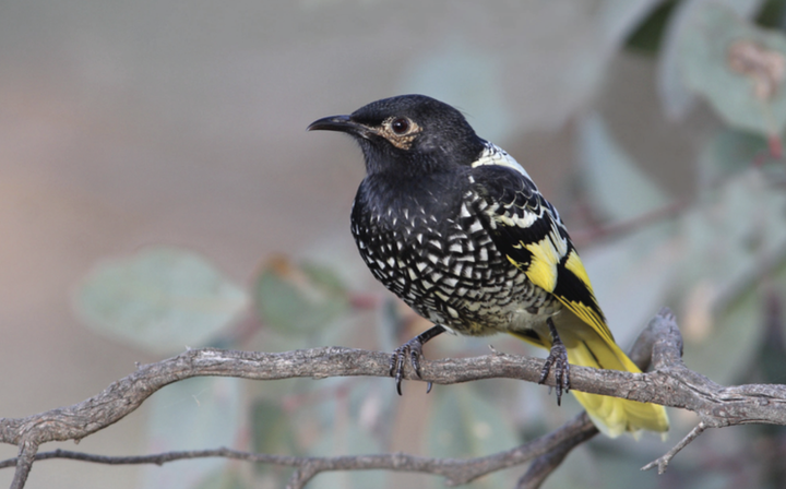 Regent Honeyeater | Warzenhonigfresser, Photo: Chris Tzaros, Melbourne Museum