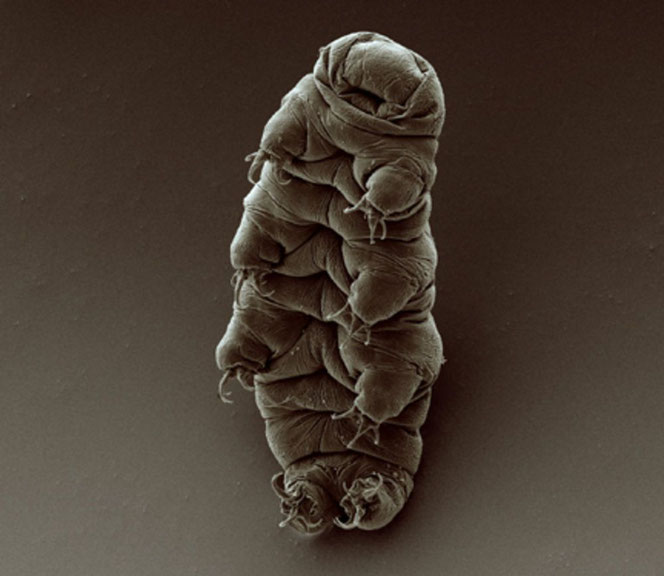 Ausgewachsenes Bärtierchen (Tardigrada)