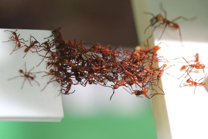 Ameisen bilden eine „lebende" Brücke, Courtesy: New Jersey Institute of Technology; Matthew Lutz, Princeton University; Chris Reid, University of Sydney