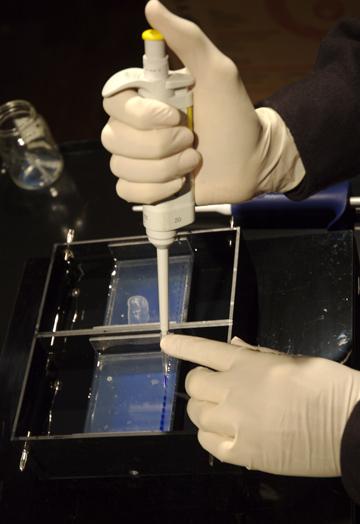 Vanouse injecting DNA into the electrophoresis gel, photo by Joan Linder